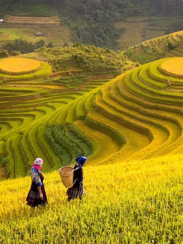 Sapa