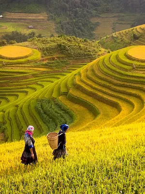 Sapa