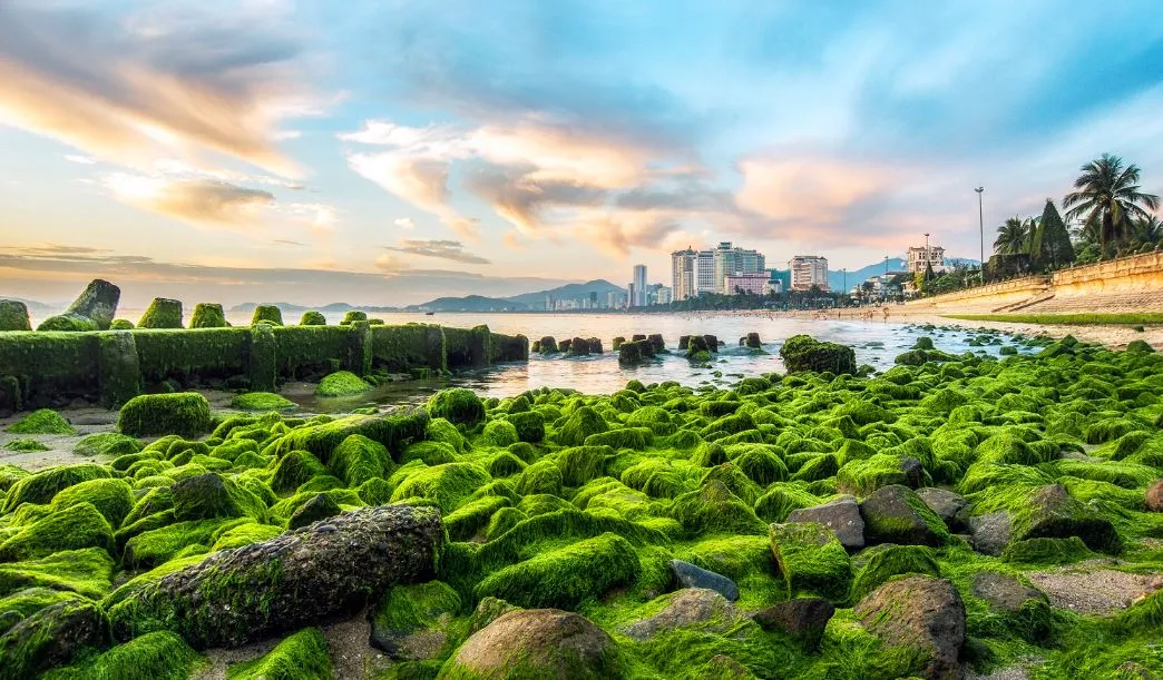 Nha Trang Moss Beach – A Seasonal Coastal Wonder for Photographers