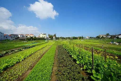 Trà Quế Vegetable Village tourist attraction