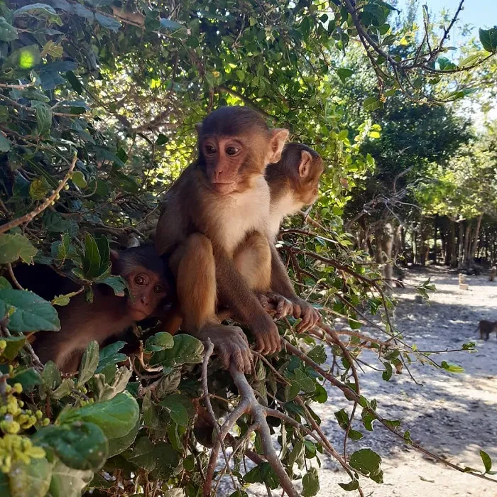 Monkey Island Nha Trang – Meet Over 1,500 Monkeys in a Tropical Paradise